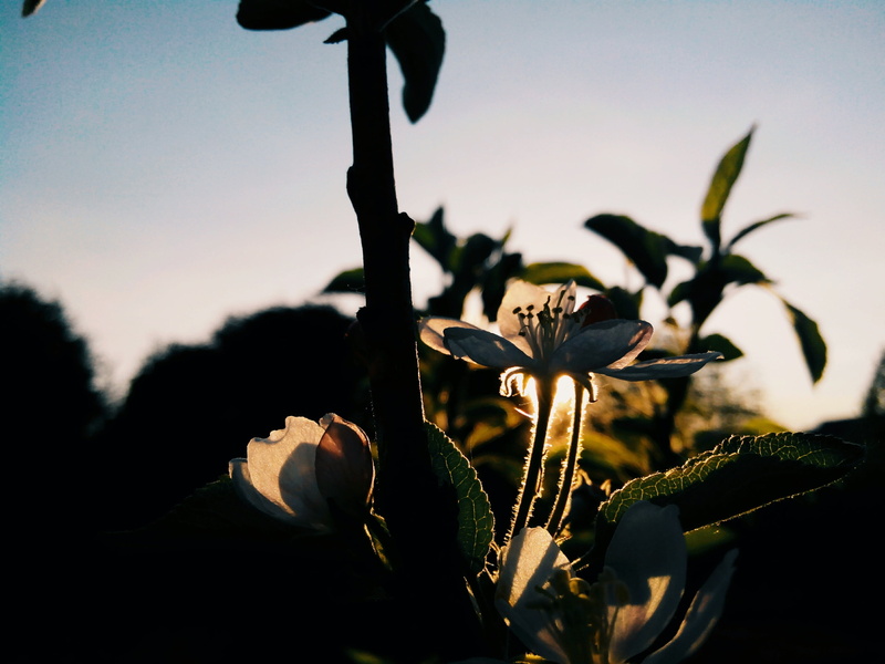 closeup, flowers, branch, white, flowering plant, growth, sunset, sun, nature, fragility, lighting, outdoors, background, sepal, leaves, tree, day, close-up