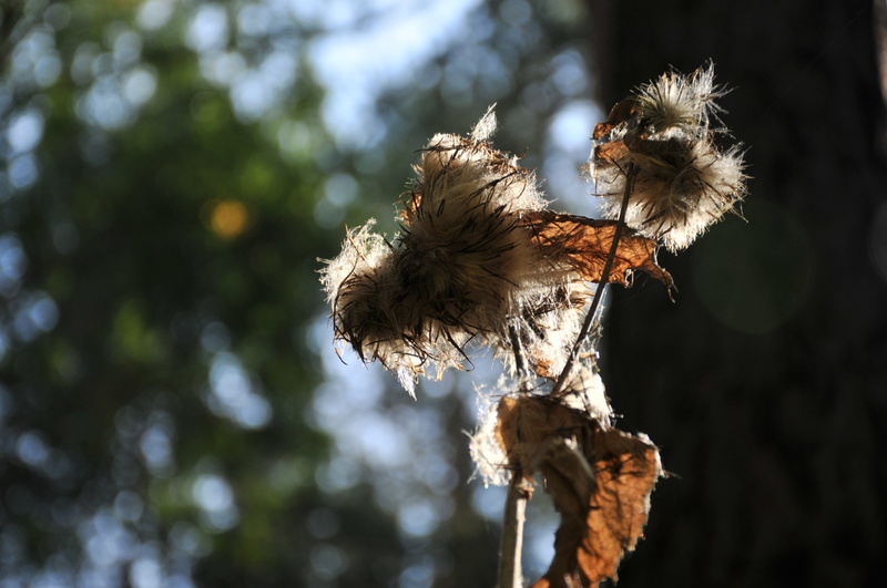 beauty in nature, dried, fragility, vulnerability, tree, flowering plant, flower, focus on foreground, day, no people, 4K, selective focus, sunlight, softness
