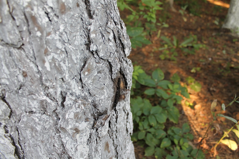 focus on foreground, hotspot, trunk, wood - material, 4K, rough, outdoors, close-up, selective focus, the bark of the tree, forest, nature, plant, growth