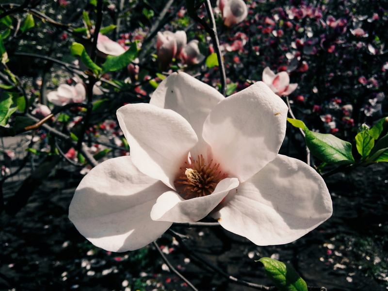 growth, flower, white color, hotspot, contrast, green, day, landscape, sky, flowers, the buds, beauty in nature, macro, shadow, freshness, bloom, butterfly