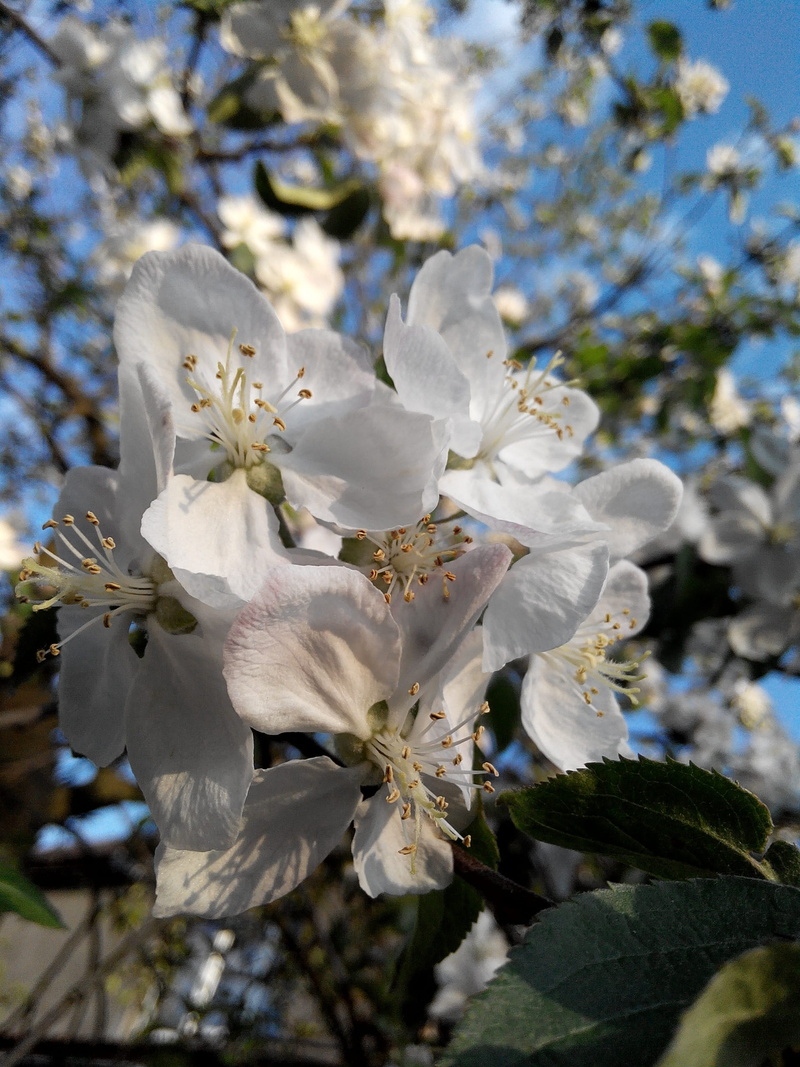 macro, the buds, springtime, day, dissolved, flower head, trees, closeup, cherry blossom, close-up, no people, Apple Tree, Spring, lighting, white color