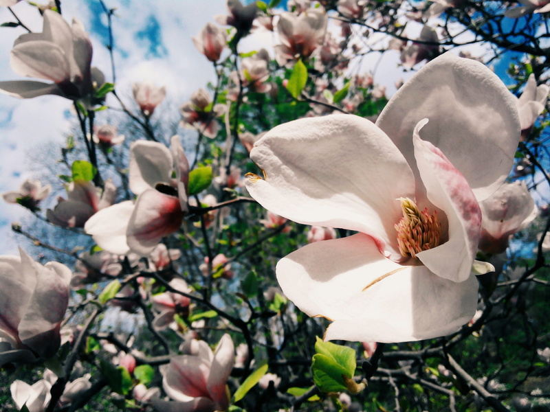 nature, outdoors, fragility, day, flower, landscape, beauty in nature, handsomely, inflorescence, freshness, growth, contrast, dissolved, magnolia, spring