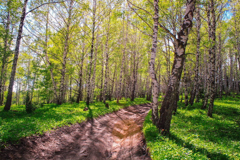 woodland, scenics - nature, leaves, flare, tree, birch, growth, outdoors, grass, trail, grove, non-urban scene, no people, beauty in nature, russia, direction