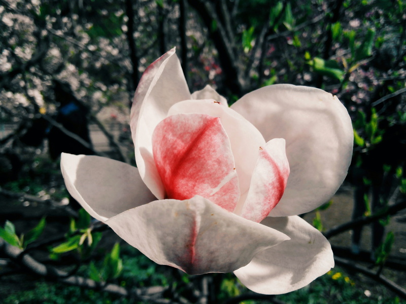 freshness, vulnerability, beauty in nature, plant, handsomely, rose, day, sky, flower head, bloom, outdoors, fragility, close-up, growth, closeup, the buds