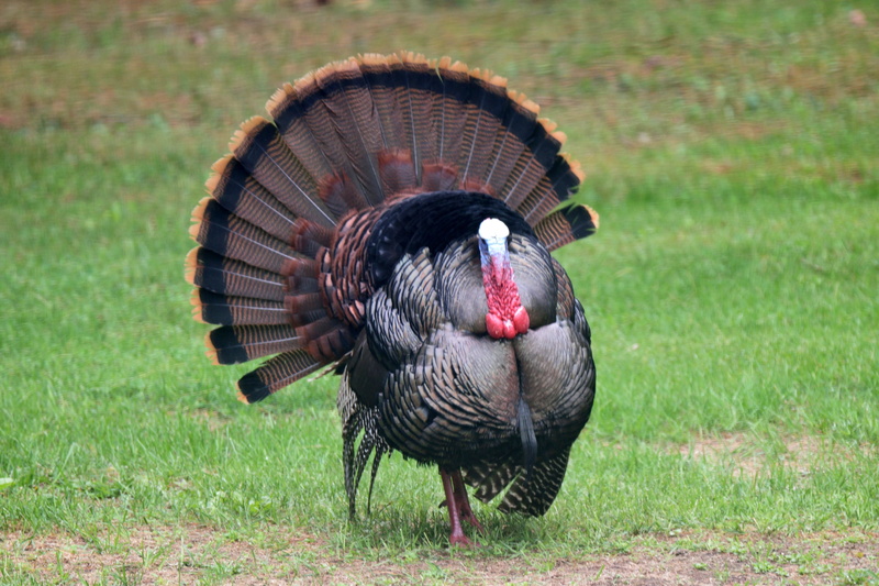 focus on foreground, 5K, vertebrate, turkey - bird, animal wildlife, grass, field, close-up, animals in the wild, land, turkey, tom, day, bird, strutting