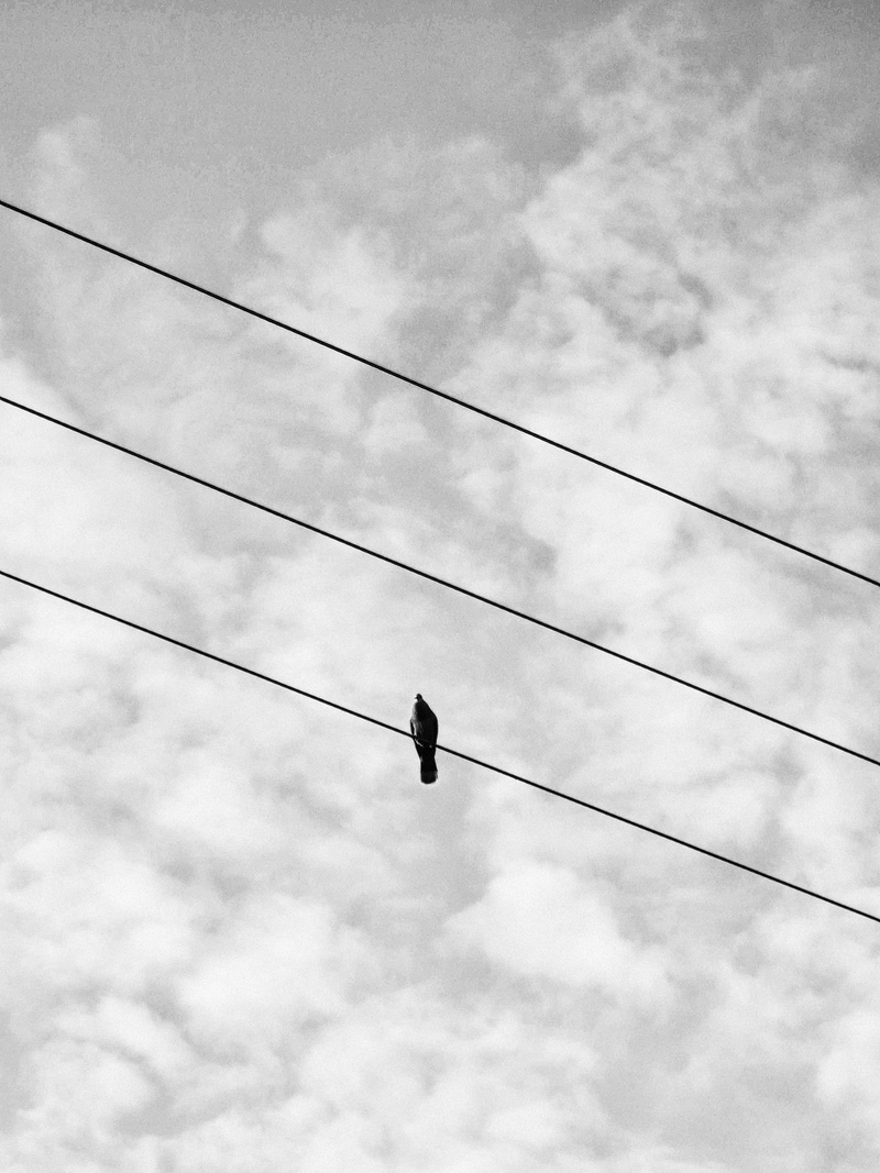 animals in the wild, cable, no people, power supply, power line, 2K, animal themes, sky, connection, dar es salaam, outdoors, day, tanzania, electricity