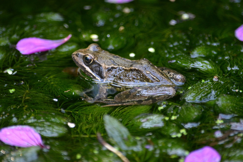 frogs, 4K, close-up, selective focus, one animal, leaf, animal, nature, aquatic, green color, fauna, animal head, mammals, flora, no people, animals in the wild