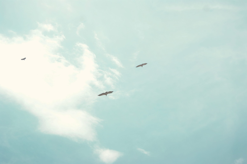 animals in the wild, flying, mid-air, birds, animal wildlife, outdoors, nature, bird, no people, 4K, low angle view, sky, plane, vertebrate, animal, day