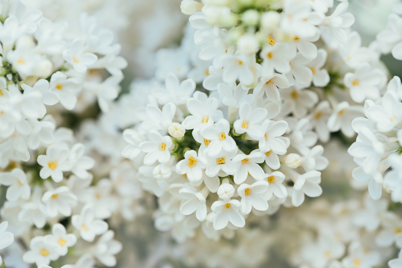 nature, selective focus, White Flower, flower head, springtime, plant, freshness, 7K, cherry blossom, close-up, blossom, white color, inflorescence, beauty in nature