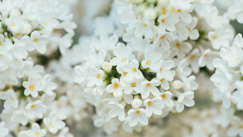 White Flower, 7K, 4K, 8K, spring