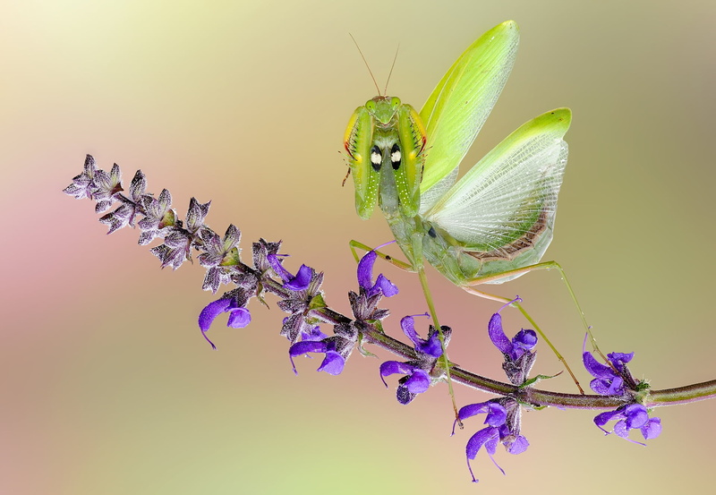 flower, beauty in nature, close-up, Angry Praying Mantis, animals in the wild, purple, nature, 1080P, insect, vulnerability, animal eye, no people, animal themes