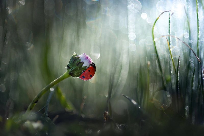 Bud, flower, 1080P, grass, Roberto Aldrovandi, Daisy, nature, beetle, bokeh, ladybug