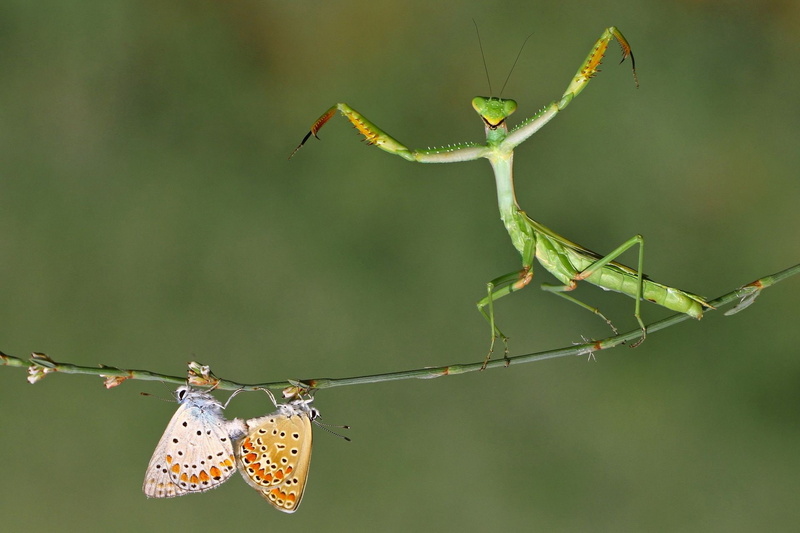 praying mantis, Praying mantis dance, insect, 1080P, butterfly, green, dance, roberto aldrovandi