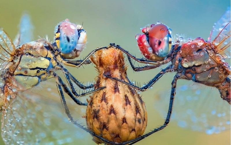blue, focus on foreground, roberto aldrovandi, close-up, one animal, animal wildlife, day, sea life, crab, eyes, animal themes, Dragonflies, invertebrate