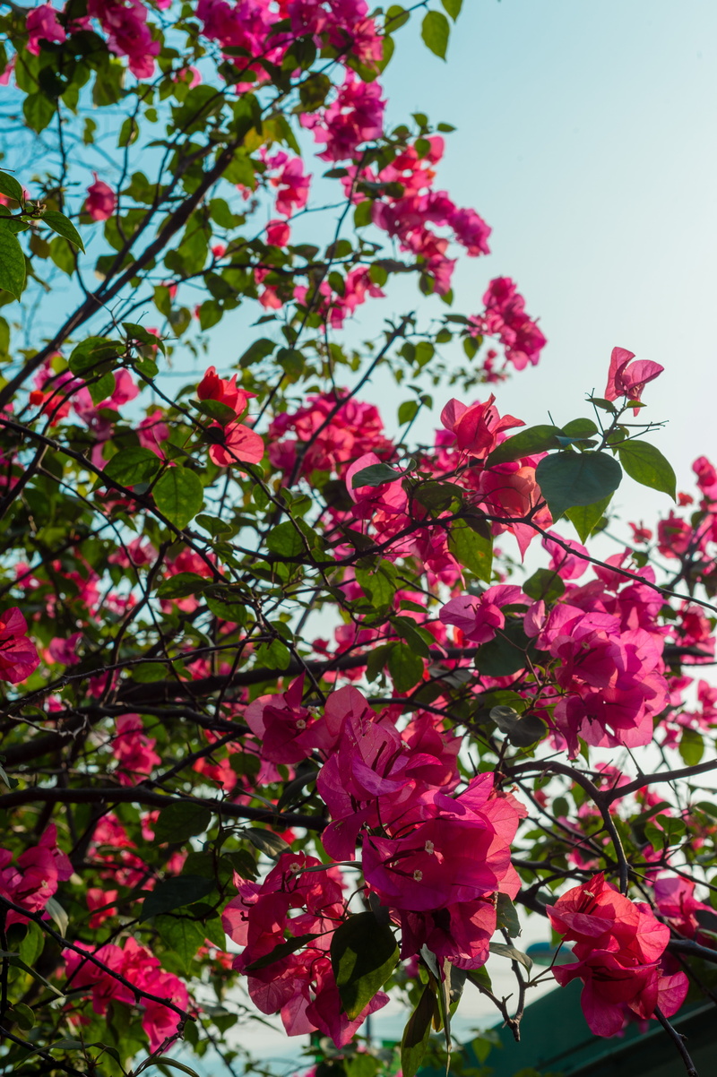 springtime, vulnerability, colors, low angle view, plant, blossom, nature, bougainvillea, close-up, fresh, 4K, pink color, geranium, growth, peony, flowering plant