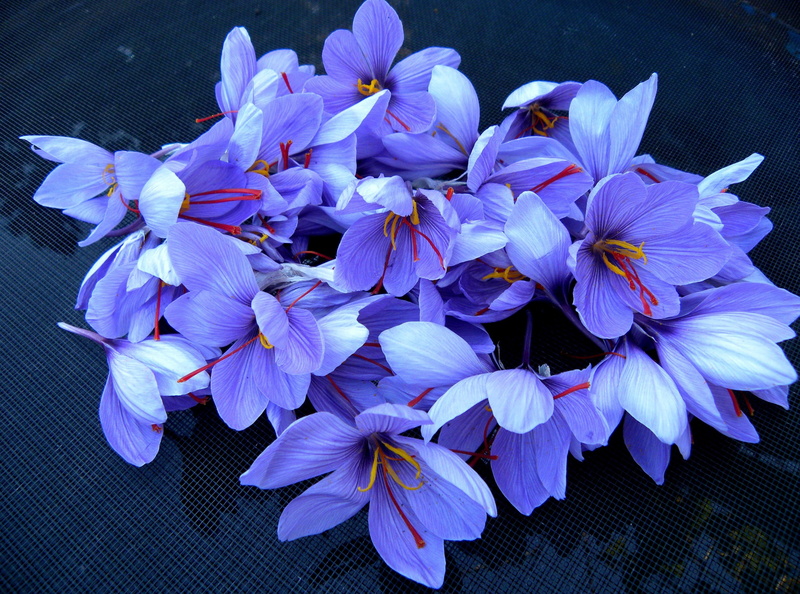 plant, focus on foreground, purple, saffron 4k computer desktop image, blue, flower, growth, inflorescence, freshness, beauty in nature, nature, petal