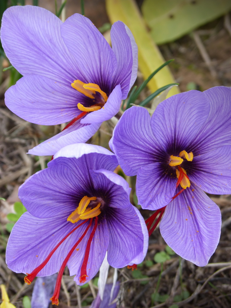 freshness, summer, nature, no people, inflorescence, flower Head, outdoors, purple, botany, flowering plant, crocus flower, high angle view, Crocus, macro