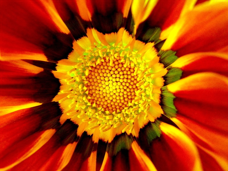 Saffron, 4K, 4k, flowers, 5k, 8k, macro