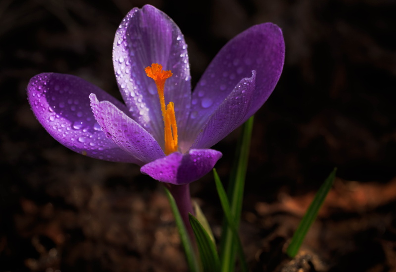 iris, freshness, petal, krokus, plant, water, no people, growth, flower, flower head, nature, 4K, inflorescence, purple, spring, saffron, fragility, vulnerability