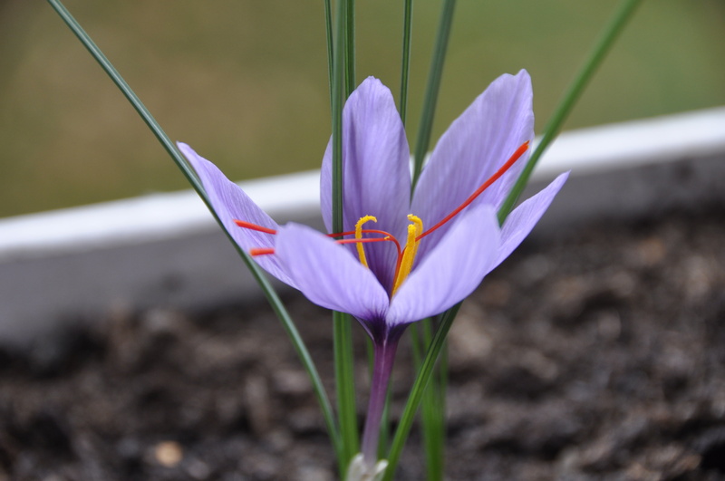 freshness, flowering plant, flowerbed, no people, inflorescence, plant, iris, nature, flower head, vulnerability, beauty in nature, outdoors, close-up