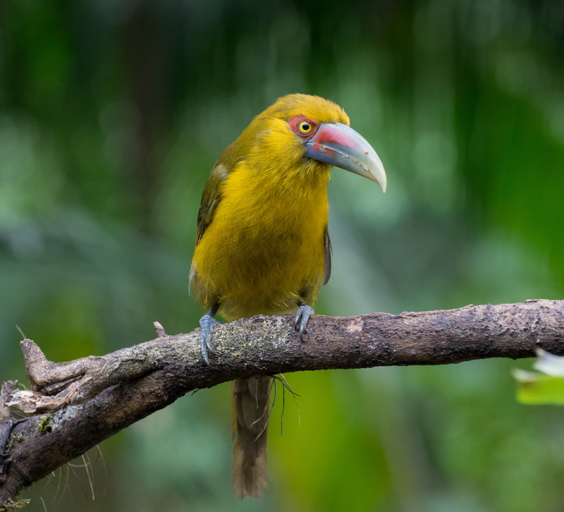 exotic, branch, one animal, depth of field, focus, blur, bird, beak, vertebrate, animals in the wild, photography, selective, outdoors, nature, animal themes