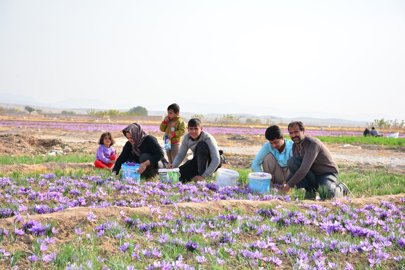nature, togetherness, lifestyles, group of people, real people, outdoors, flower, plant, women, amiri, medium group of people, adult, men, beauty in nature