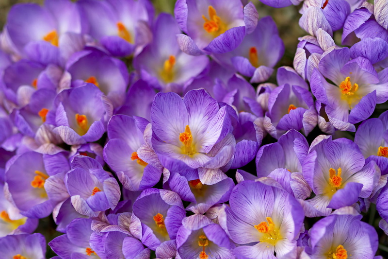 flowerbed, purple, fragility, petal, selective focus, vulnerability, spring, plant, no people, beauty in nature, inflorescence, day, crocus, 1080P, saffron