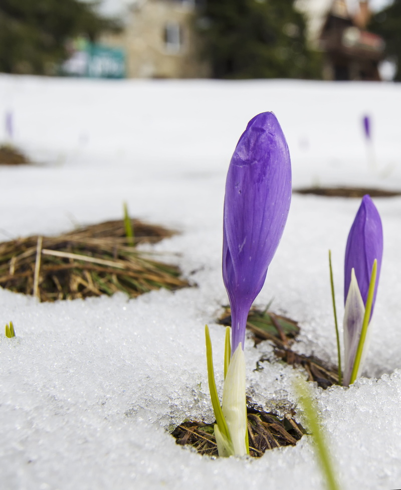 growth, nature, flowering plant, focus on foreground, bloom, saffron, close-up, crocus, iris, purple, winter, no people, violet, plant, cold temperature