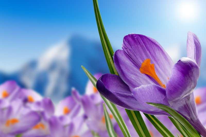 Purple Flowers, Spring, 4K, 4K, Purple Crocuses