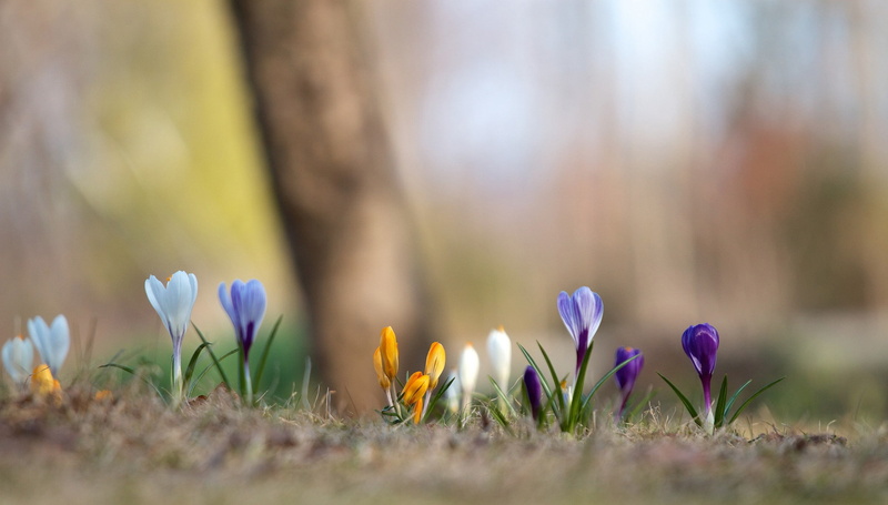 background, colorful, spring, crocuses, 1080P, blur