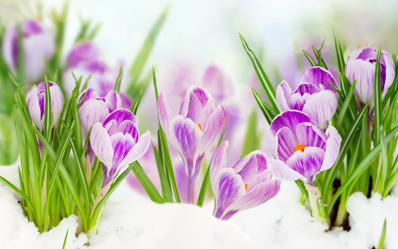 Snow, Green, Leaves, Crocuses, Purple, 2K