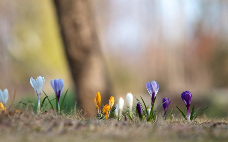 720P, colorful, flowers, spring, crocuses