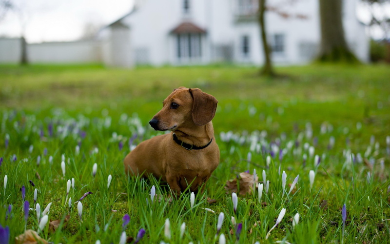 2K, flowers, crocuses, dogs, dachshund, animal, animals
