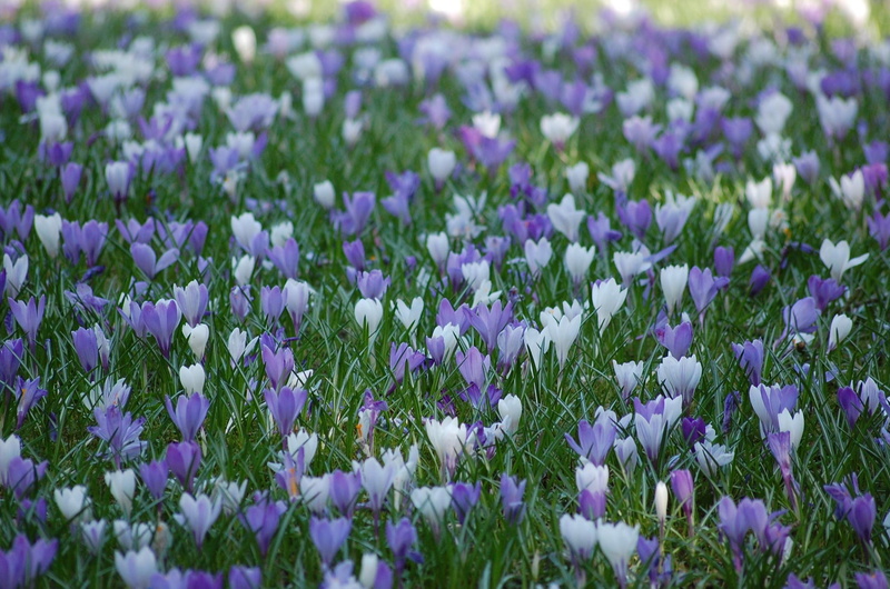 spring, lots, crocuses, flowers, 1080P, 3d and abstract, blue