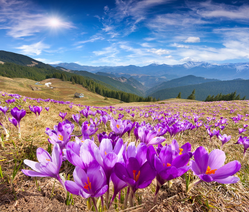 scenics - nature, field, lake, springtime, tranquil scene, no People, scenics, mountain, beauty In Nature, meadows, mountain Peak, sunlight, flower, plant