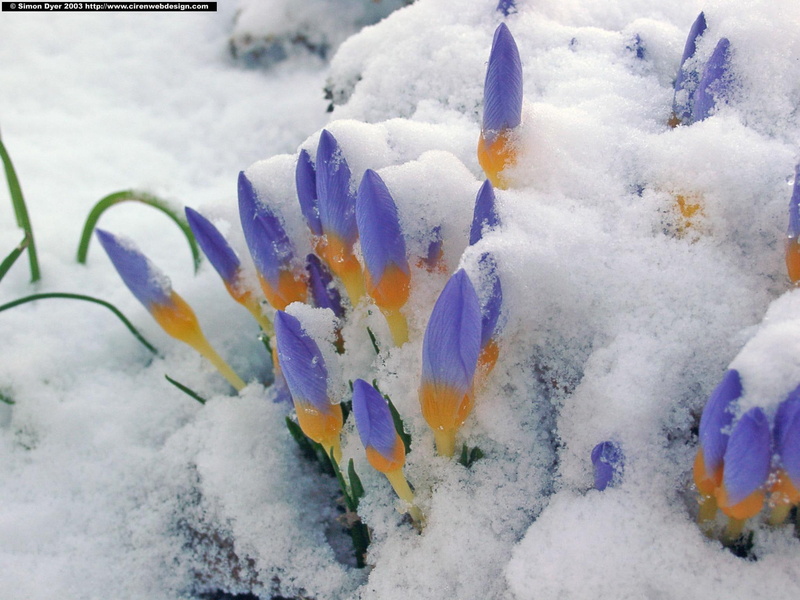 flowers, 1080P, snow, crocuses, spring, 3d and abstract, first