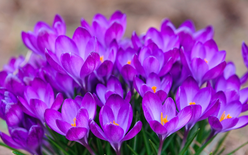 wallpapers, widescreen, laptop, hd, purple, flowers, beautiful, crocuses, 4K
