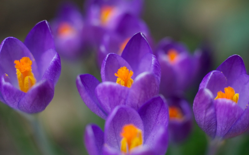 Spring, Flowers, Purple, close, Crocuses, 2K