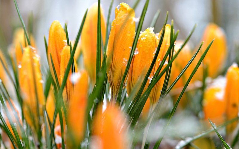 yellow, crocuses, 1080P