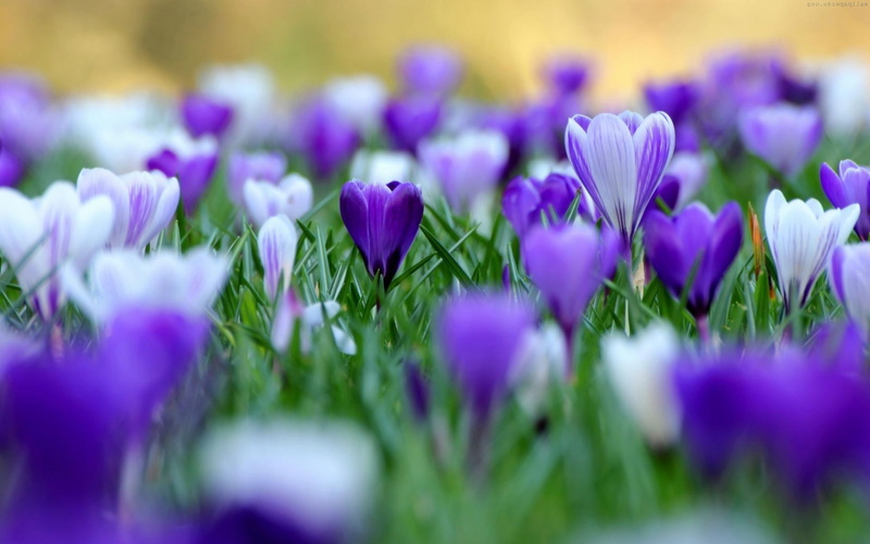 1920x1200, crocuses, 1080P, purple, white, flowers, crocus