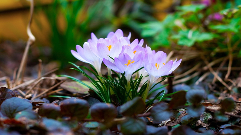 photography, picture, wall, crocuses, nature, ground, 1080P, crocus, colour, color, image, wallpap, crosuses, flowers