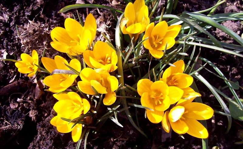 growth, springtime, vulnerability, pollen, crocuses, day, petal, flowering plant, sunny, flower, 1080P, flowerbed, inflorescence, spring, nature, freshness