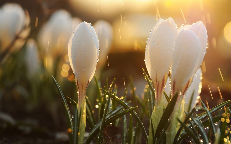 flower, white, 2K, nature, crocuses
