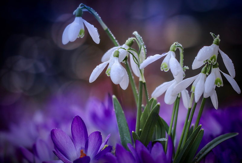snowdrops, crocuses, spring, 2K