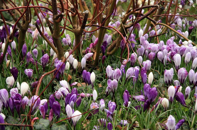 bush, summer, purple, botany, green Color, flower Head, flowerbed, stem, outdoors, flower, spring, crocus, petaled, leaf, crocuses, close-up, branches