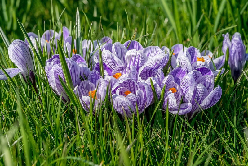meadow, land, yellow, crocuses, petaled, grass, leaf, flower Head, botany, blue, lilac, plant, nature, petal, close-up, iris, flower, season, no People