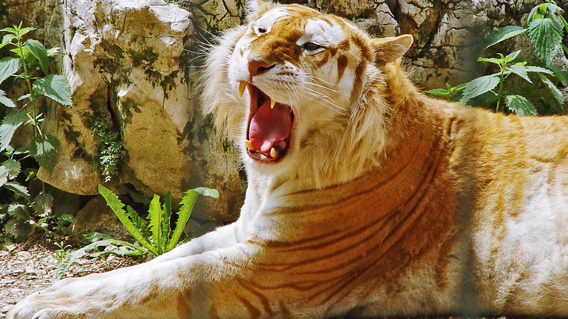 hdtv, 1080p, tiger, golden, p, 1080P
