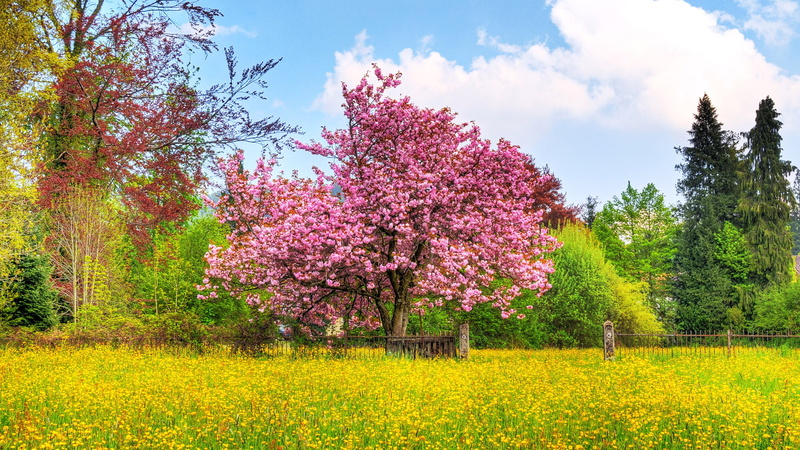 1080p, nature, cherry, landscape, hd, 1080P, p, hdtv, tree, blossom