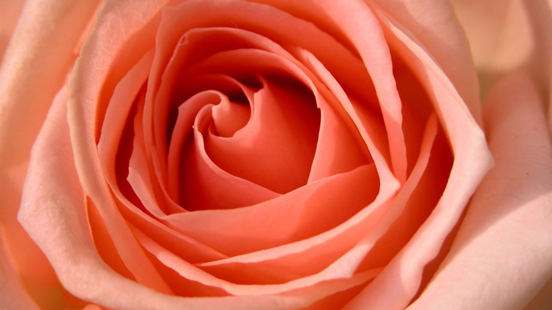 1080P, p, hdtv, 1080p, rose
