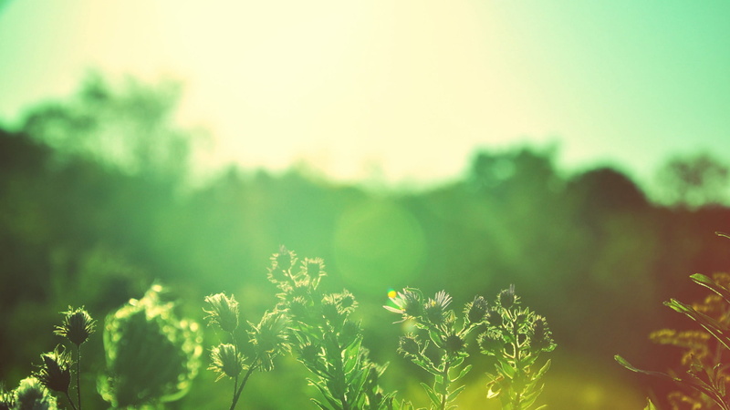 hd, green, 1080P, light, plant, weed, nature